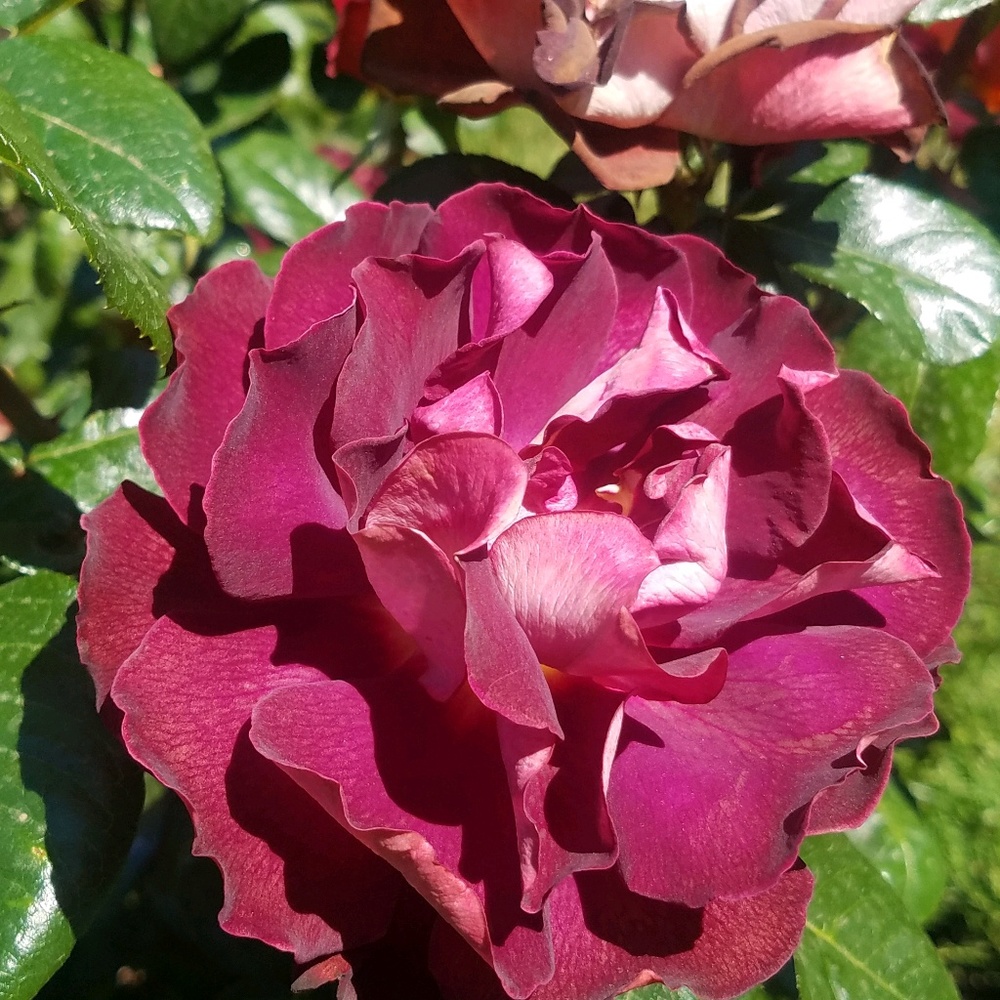 Meet your Posher, Angela